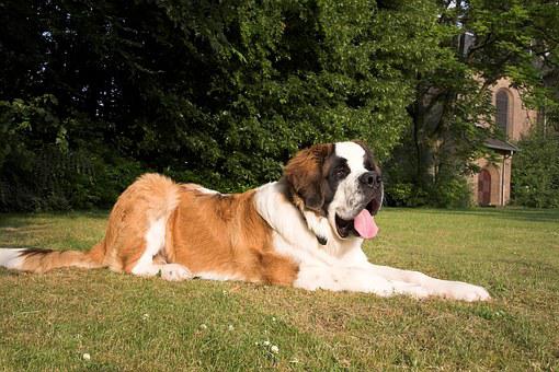St bernard therapy best sale dog
